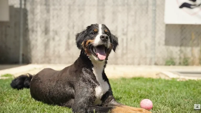 Thumb - Spiel und Spass im Tierhotel